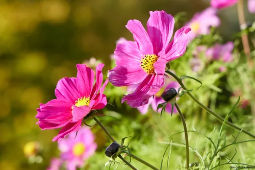 This is a nature photograph featuring vibrant Garden Cosmos flowers in full bloom. The image captures the flowers and plants bathed in soft morning light, indicating that it was taken during the early hours of the day. The lush greenery and the vivid colors of the flowers suggest that the season is summer, when Garden Cosmos are commonly in blossom. The focus is on the delicate petals and the central yellow disc florets, characteristic of this flower species. The photograph showcases the beauty of these flowers and surrounding plants, providing a detailed view of the organic textures found in a natural setting.